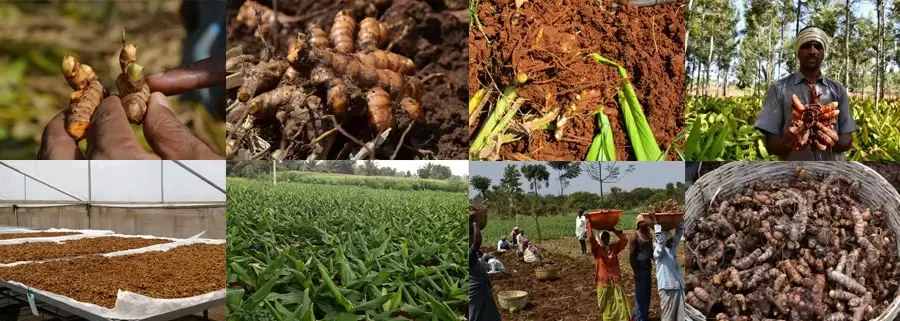 Turmeric Harvesting